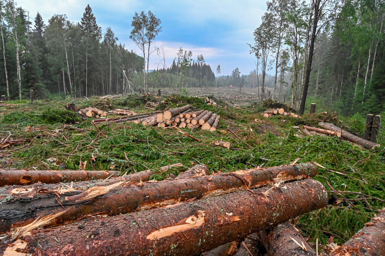 lot clearing of trees